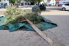 Baumwegbringen2024_6