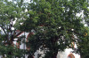 2007